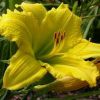 Hemerocallis Green Flutter